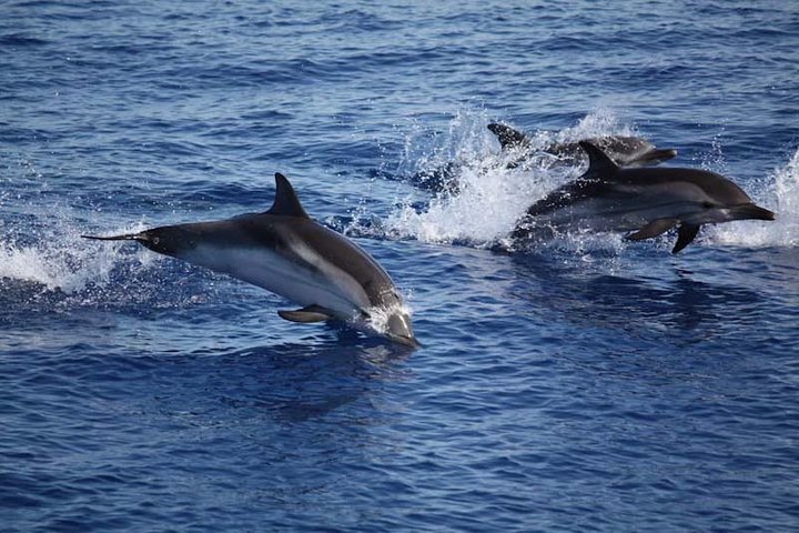 avvistamento delfini