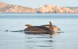 Avvistamento Delfini Palau Excursions & Snorkeling